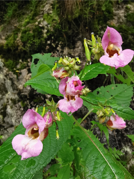 槽茎凤仙花