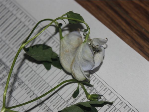 Aconitum orochryseum