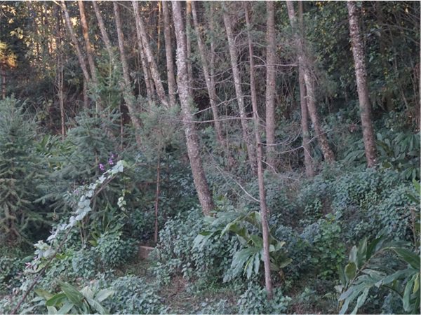 尼泊尔桤木