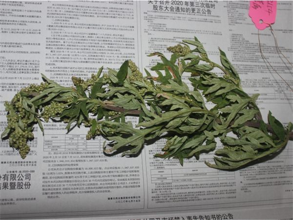 艾蒿