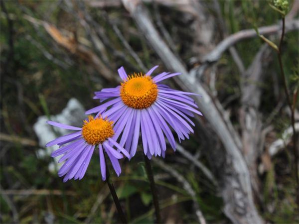 重冠紫菀