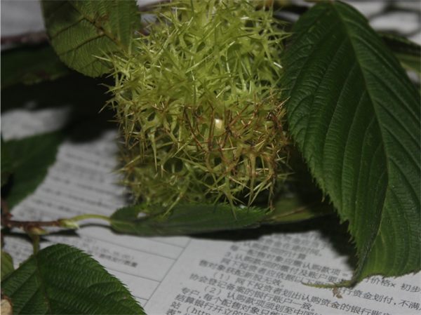 刺榛