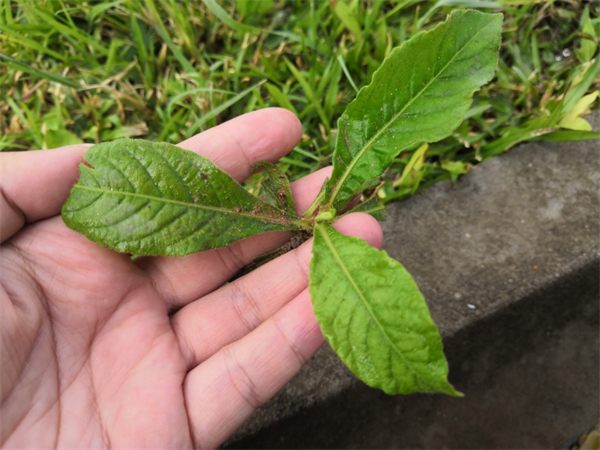 白花地胆草