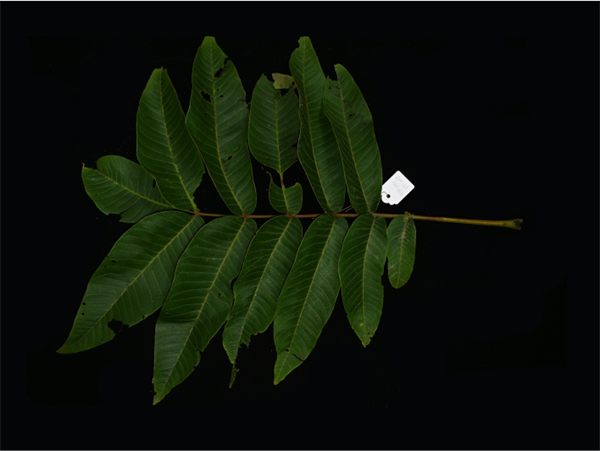 泡核桃