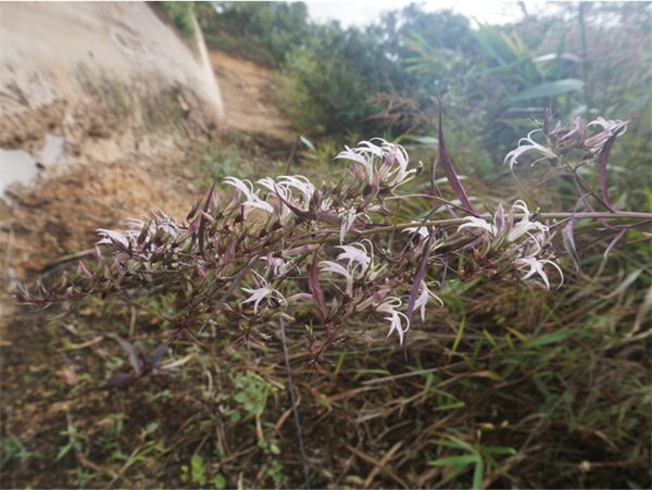 西南山梗菜